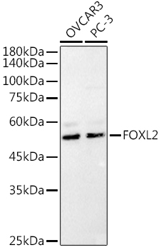 FOXL2 Rabbit polyclonal antibody