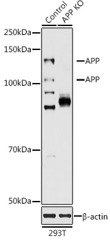 [KO Validated] APP Rabbit polyclonal antibody