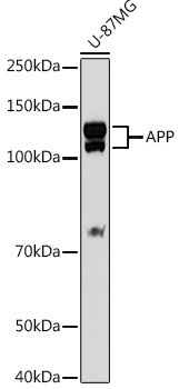 [KO Validated] APP Rabbit polyclonal antibody