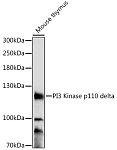 Western blot - PI3 Kinase p110 delta Rabbit pAb (A16277)