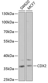 [KD Validated] CDX2 Rabbit polyclonal antibody