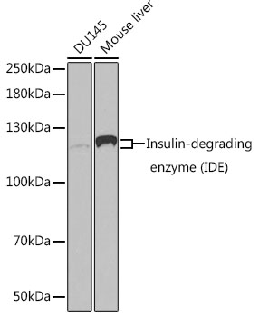 [KO Validated] Insulin-degrading enzyme (IDE) Rabbit polyclonal antibody