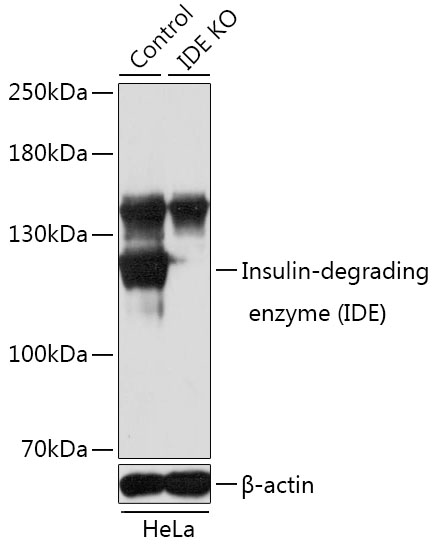[KO Validated] Insulin-degrading enzyme (IDE) Rabbit polyclonal antibody