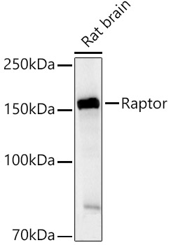 Raptor Rabbit polyclonal antibody