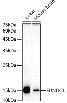 FUNDC1 Rabbit polyclonal antibody