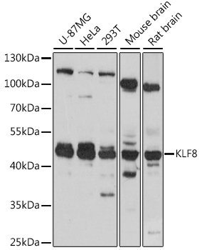 KLF8 Rabbit polyclonal antibody