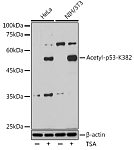 Western blot - Acetyl-p53-K382 Rabbit mAb (A16324)