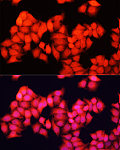 Immunofluorescence - ARAF Rabbit pAb (A16346)