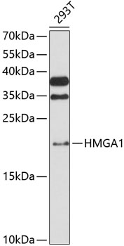 HMGA1 Rabbit polyclonal antibody