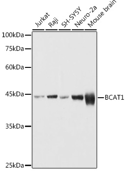 BCAT1 Rabbit polyclonal antibody
