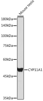 CYP11A1 Rabbit polyclonal antibody