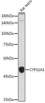 CYP11A1 Rabbit polyclonal antibody