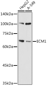 ECM1 Rabbit polyclonal antibody