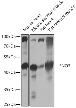 ENO3 Rabbit polyclonal antibody