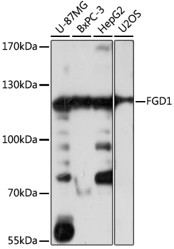 FGD1 Rabbit polyclonal antibody