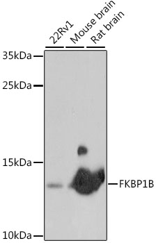 FKBP1B Rabbit polyclonal antibody