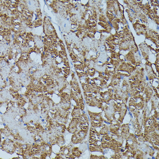 FKBP1B Rabbit polyclonal antibody