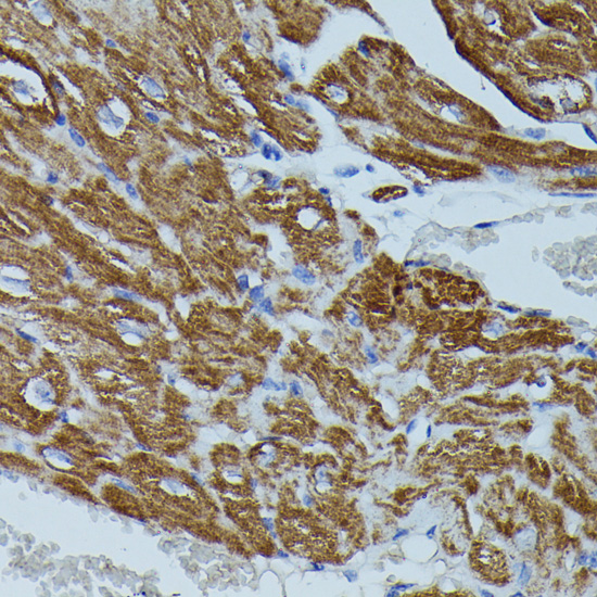 FKBP1B Rabbit polyclonal antibody