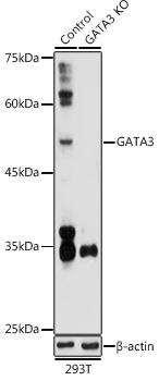 [KO Validated] GATA3 Rabbit polyclonal antibody