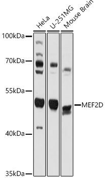 MEF2D Rabbit polyclonal antibody