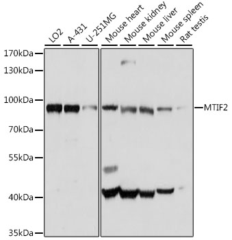MTIF2 Rabbit polyclonal antibody
