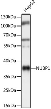 NUBP1 Rabbit polyclonal antibody