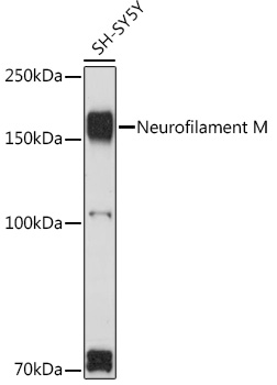 Neurofilament M Rabbit polyclonal antibody