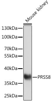 PRSS8 Rabbit polyclonal antibody