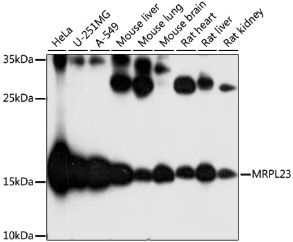 MRPL23 Rabbit polyclonal antibody