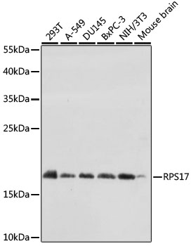 RPS17 Rabbit polyclonal antibody