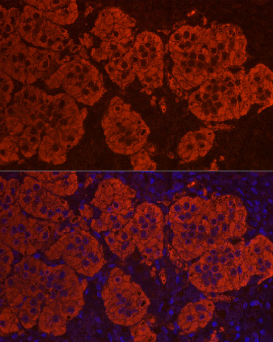 StAR Rabbit polyclonal antibody