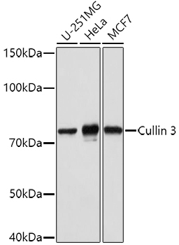Cullin 3 Rabbit polyclonal antibody