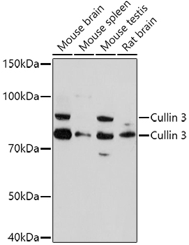 Cullin 3 Rabbit polyclonal antibody