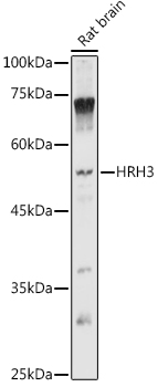 HRH3 Rabbit polyclonal antibody