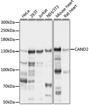 CAND2 Rabbit polyclonal antibody