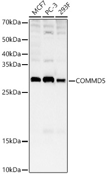 COMMD5 Rabbit polyclonal antibody