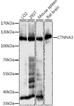 CTNNA3 Rabbit polyclonal antibody