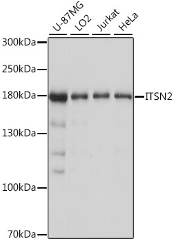 ITSN2 Rabbit polyclonal antibody