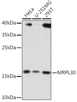 MRPL30 Rabbit polyclonal antibody