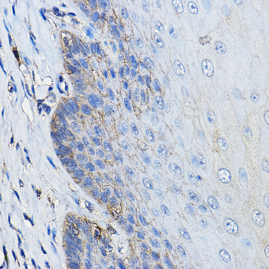 CD46 Rabbit polyclonal antibody