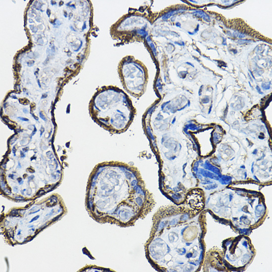CD46 Rabbit polyclonal antibody