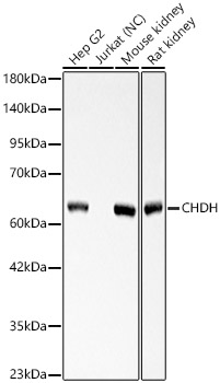 CHDH Rabbit polyclonal antibody