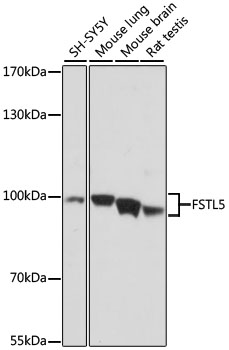 FSTL5 Rabbit polyclonal antibody