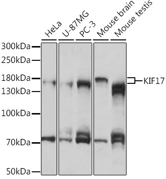 KIF17 Rabbit polyclonal antibody