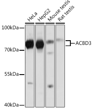 ACBD3 Rabbit polyclonal antibody