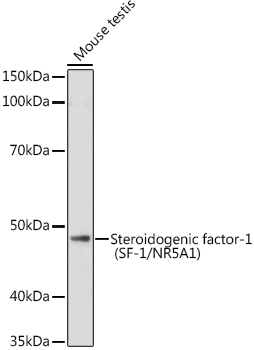 Steroidogenic factor-1 (SF-1/NR5A1) Rabbit polyclonal antibody