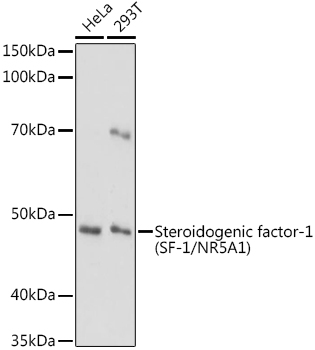 Steroidogenic factor-1 (SF-1/NR5A1) Rabbit polyclonal antibody
