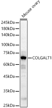 COLGALT1 Rabbit polyclonal antibody