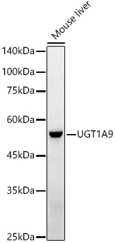 UGT1A9 Rabbit polyclonal antibody