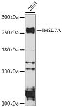 Western blot - THSD7A Rabbit pAb (A16610)